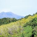 写真: 銀杏並木と桜島