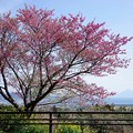 一本桜と開聞岳