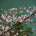 Photos: 市房ダムの桜