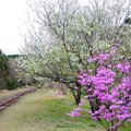 写真: 大島桜？