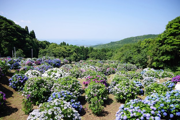 笠山紫陽花園　1