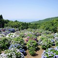 笠山紫陽花園　1