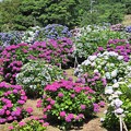 笠山紫陽花園　2