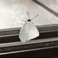 写真: 白い蝶