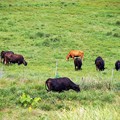 写真: 牛の放牧