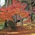 写真: 紅葉の絨毯