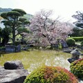 写真: 庭園の山桜　a