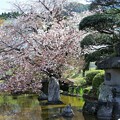 写真: 庭園の山桜　b