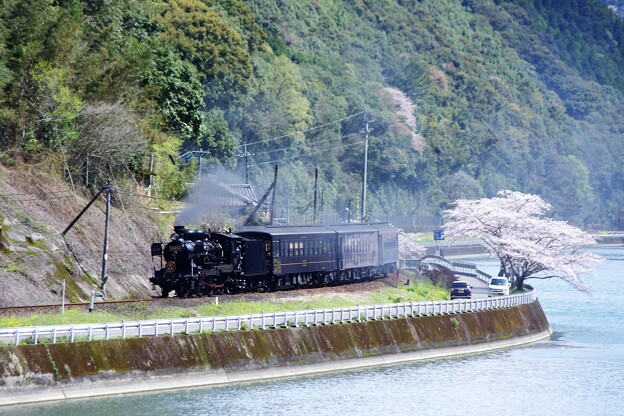 球磨川と桜と SL人吉