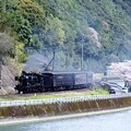 写真: 球磨川と桜と SL人吉