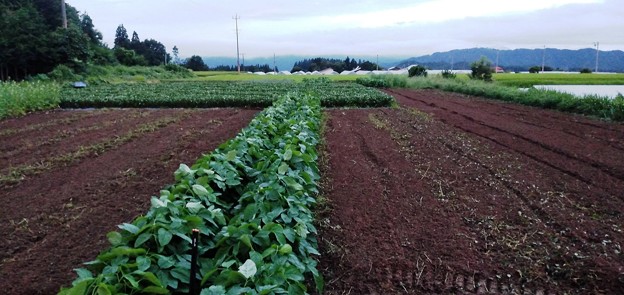白菜植え付け畑耕耘220814-2