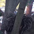 写真: オ210324-3巣作りに励むオオタカ