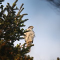 写真: オ210408-1巣の近くの高い木のてっぺんで巣を見守る雄