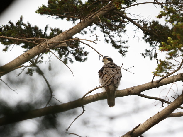 写真: オ210510-1巣を見守るオオタカ