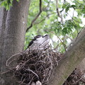 写真: オ210510-2抱卵開始から35日目・巣にいるオオタカ