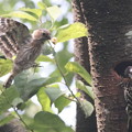 写真: コ220605-19　6月５日の巣・給餌中に餌を運んできた親（１／４）