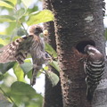 コ220605-20　6月５日の巣・給餌中に餌を運んできた親（２／４）