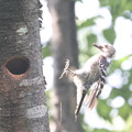 写真: コ220605-26　6月５日の巣・また餌を持ってきました（２／３）