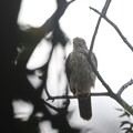 230927-1オオタカ幼鳥・今年この森で育った幼鳥かどうかはわかりません