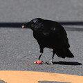 Photos: 231016-12何かの実を道路で食べるカラス