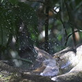 Photos: 231209-15シロハラ♀の水浴び