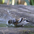 写真: 240320-15アトリ♀の水浴び