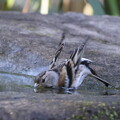 写真: 240320-16アトリ♀の水浴び