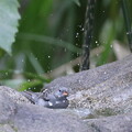 写真: 240324-30クロジ♂の水浴び
