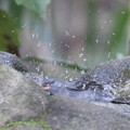 写真: 240414-6クロジ♂の水浴び