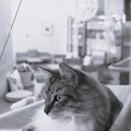 Photos: カフェのネコさま