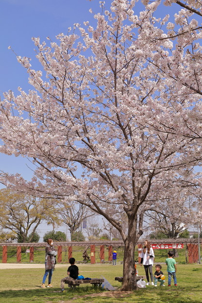 写真: 桜・満開・春爛漫