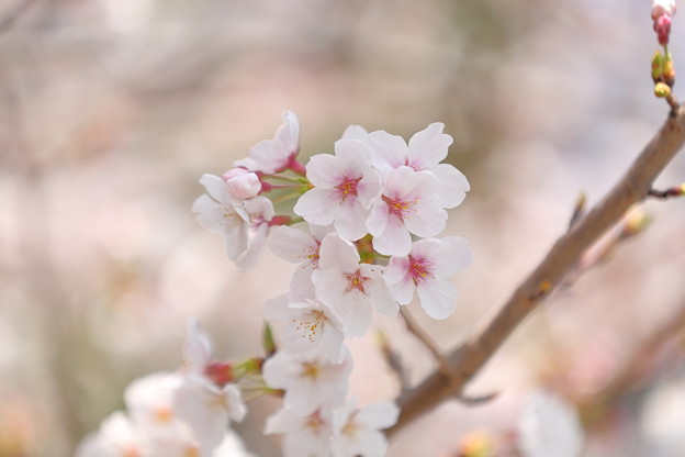 Photos: 桜・満開