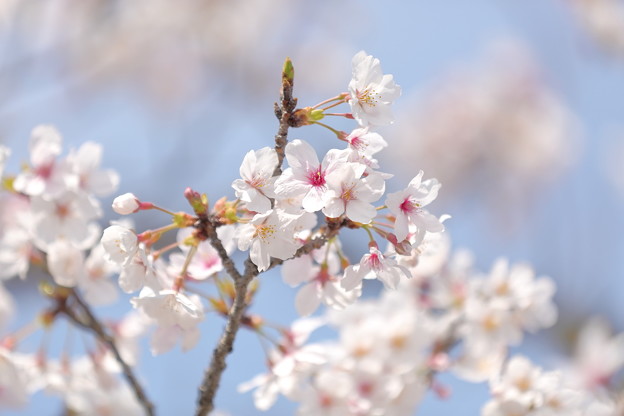 Photos: 桜・満開