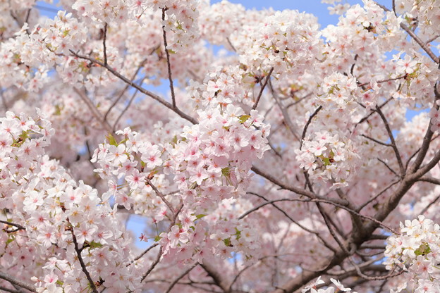 桜・満開
