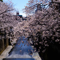 写真: 目黒川　桜