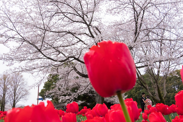 写真: 昭和記念公園　桜とチューリップ