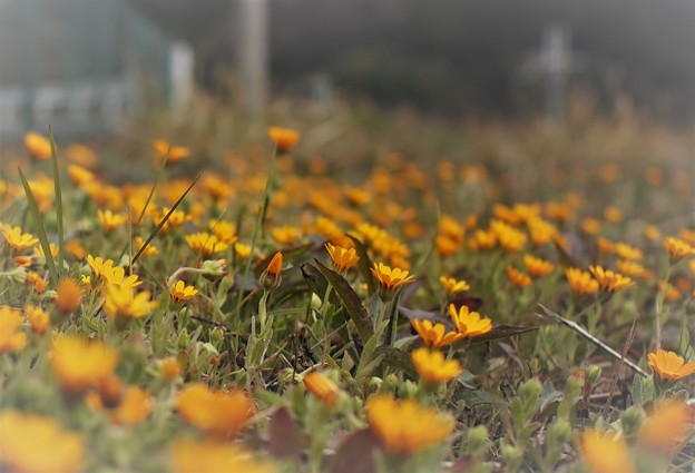 写真: 黄色い花が一面に・・。