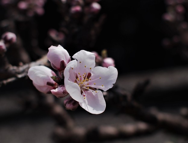 写真: 桜（ソメイヨシノ）が開花