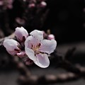 桜（ソメイヨシノ）が開花