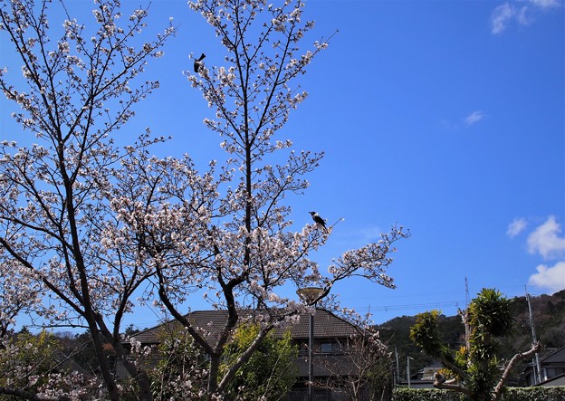 写真: 桜と野鳥