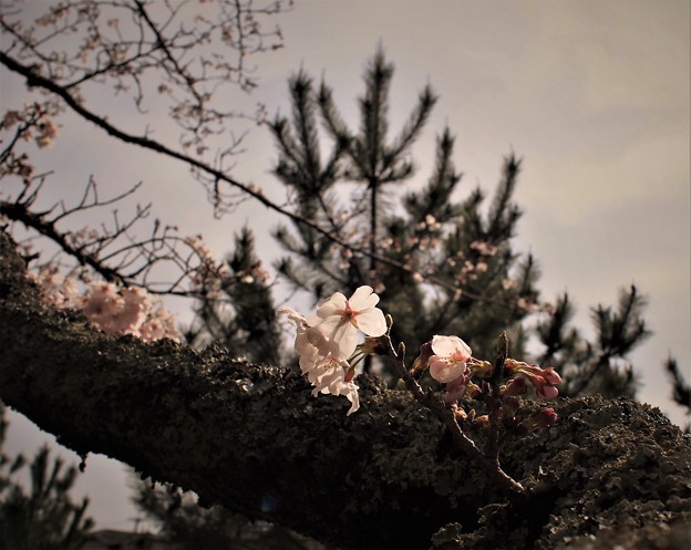 写真: 踊り桜