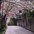 写真: 散り桜（１）