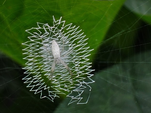 写真: 蜘蛛の隠れ帯