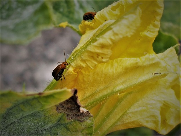 写真: カボチャの花と昆虫