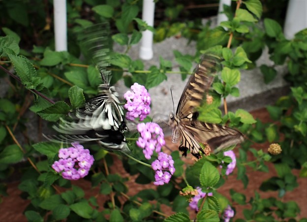 写真: 蝶の見合い