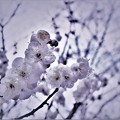写真: 純白の梅花