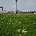 沖縄・美浜海岸（７） (2)