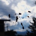 写真: 女郎蜘蛛、空を飛ぶ