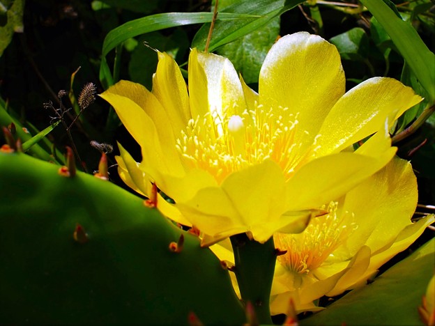 写真: ウチワサボテンの花