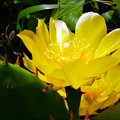 写真: ウチワサボテンの花